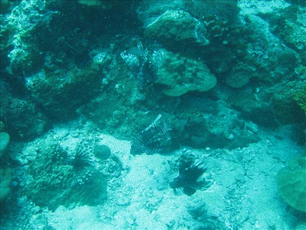 Similan Day 1 030.jpg